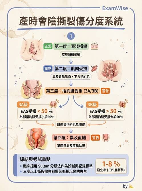 護理師 - 分娩過程與產科急症 - AI 圖文解析預覽