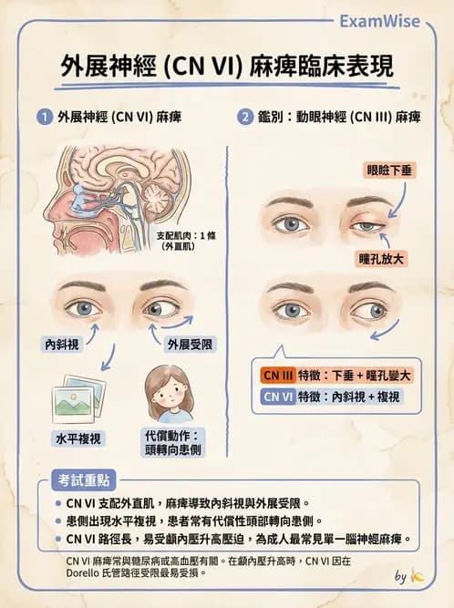 驗光師 - 斜弱視與神經眼科 - AI 圖文解析預覽