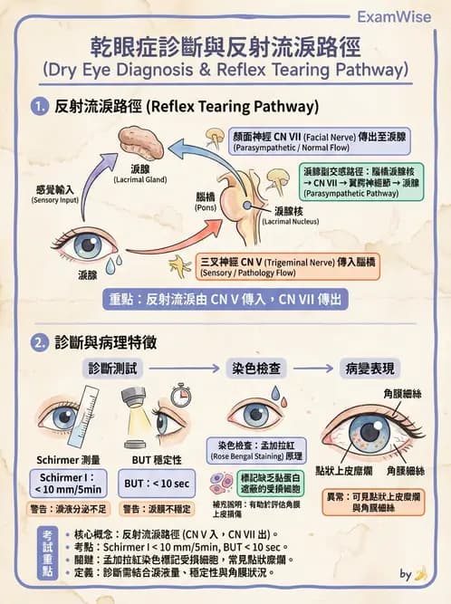 驗光師 - 眼附屬系統 - AI 圖文解析預覽