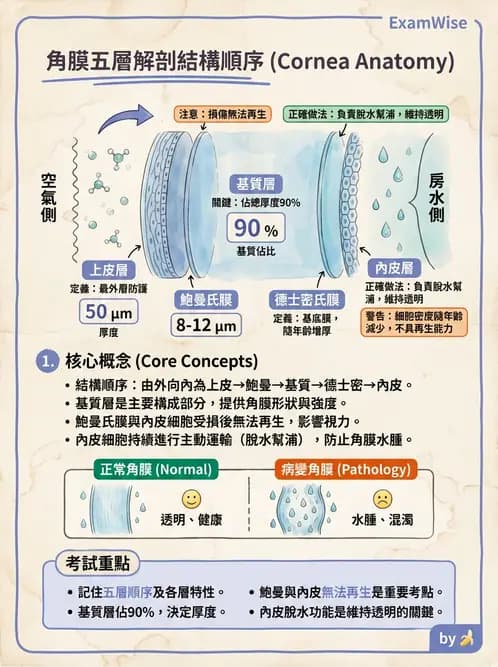 驗光師 - 眼球外層構造 - AI 圖文解析預覽
