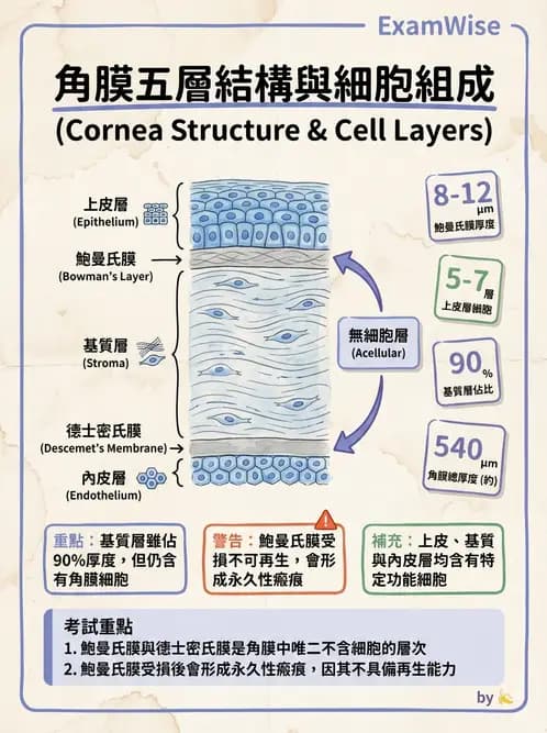 驗光師 - 眼球外層構造 - AI 圖文解析預覽