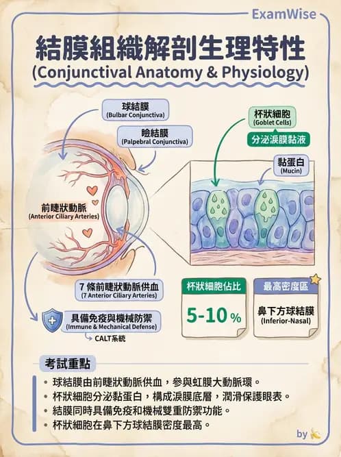 驗光師 - 眼附屬系統 - AI 圖文解析預覽