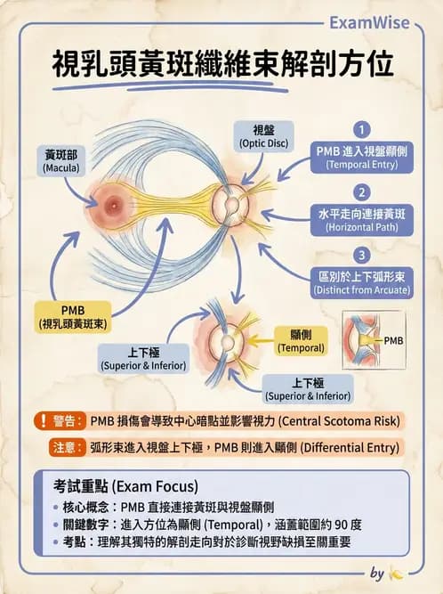 驗光師 - 視網膜 - AI 圖文解析預覽