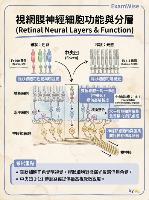 驗光師 - 視網膜 - AI 圖文解析預覽