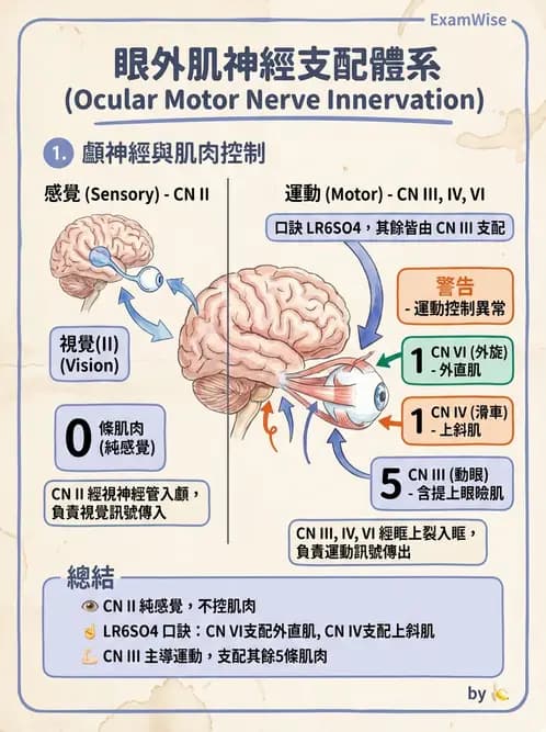 驗光師 - 眼部腦神經解剖與麻痺 - AI 圖文解析預覽