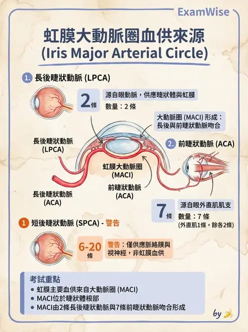 驗光師 - 眼循環系統 - AI 圖文解析預覽