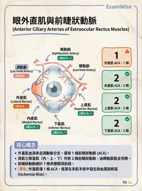 驗光師 - 眼循環系統 - AI 圖文解析預覽