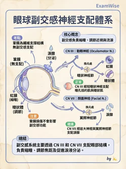 驗光師 - 眼部反射弧與自主神經調控 - AI 圖文解析預覽