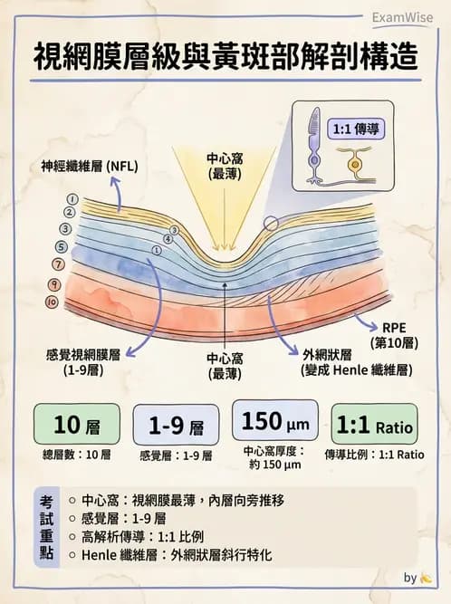 驗光師 - 視網膜 - AI 圖文解析預覽