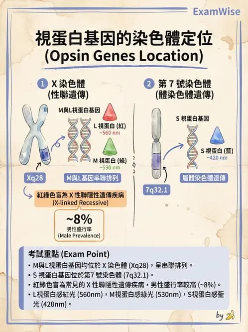 驗光師 - 視覺生理與檢查 - AI 圖文解析預覽