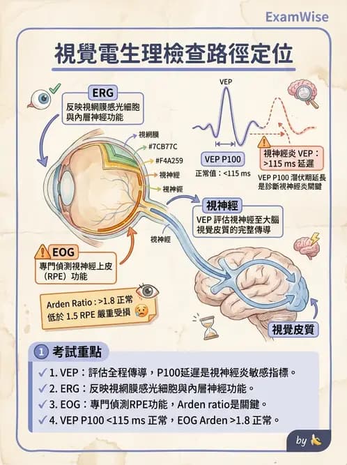 驗光師 - 視野評估與特殊族群檢查 - AI 圖文解析預覽