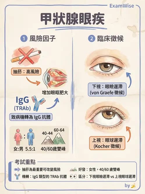 驗光師 - 血管阻塞、甲狀腺眼疾與其他全身性眼病變 - AI 圖文解析預覽