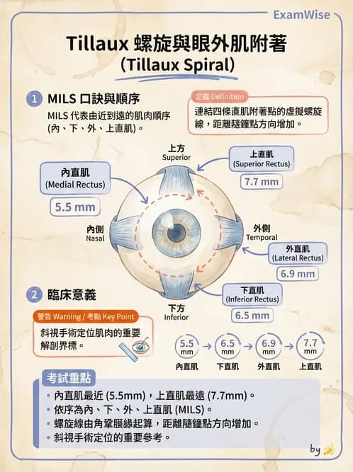 驗光師 - 眼外肌與眼球運動 - AI 圖文解析預覽