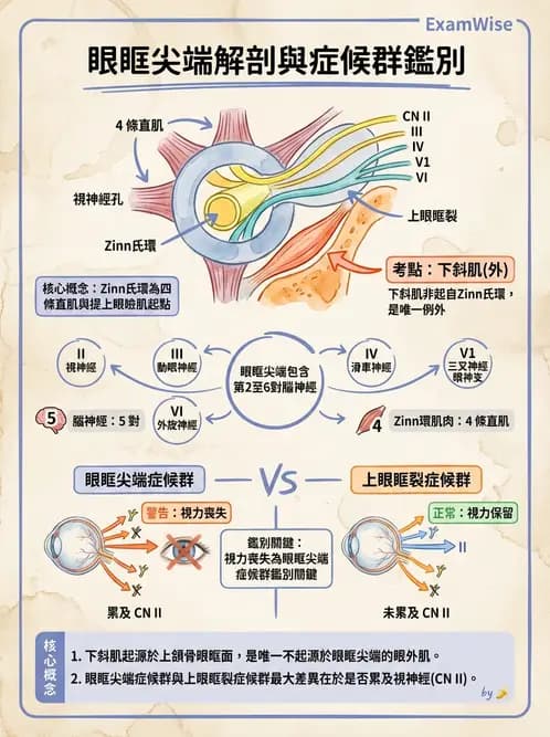 驗光師 - 眼窩骨骼與開口解剖 - AI 圖文解析預覽
