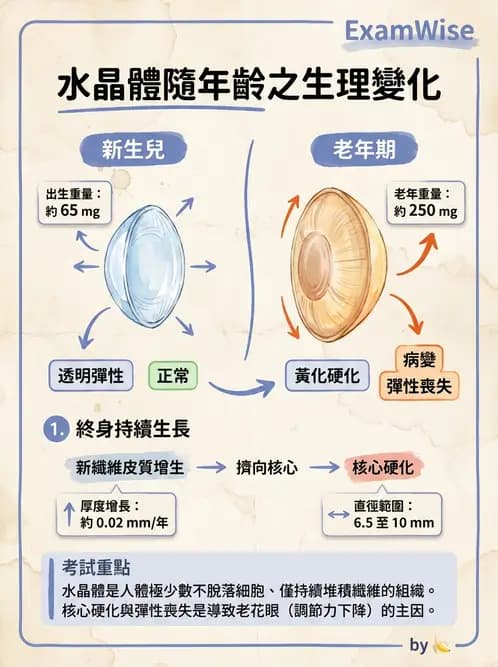 驗光師 - 水晶體與玻璃體 - AI 圖文解析預覽