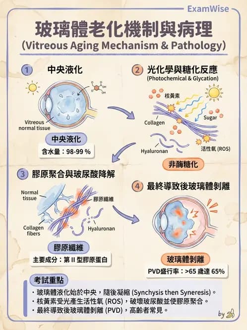 驗光師 - 水晶體與玻璃體 - AI 圖文解析預覽