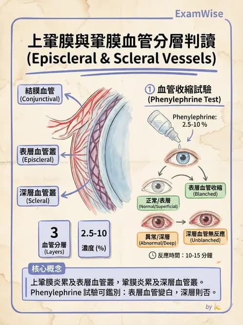 驗光師 - 眼球外層構造 - AI 圖文解析預覽