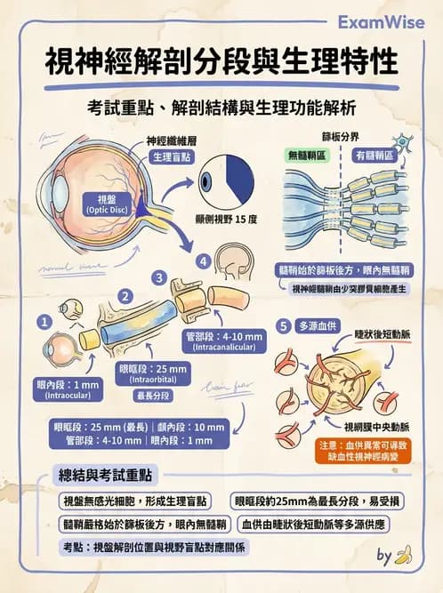驗光師 - 視覺神經傳導系統 - AI 圖文解析預覽