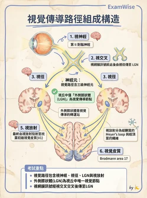 驗光師 - 視覺神經傳導系統 - AI 圖文解析預覽