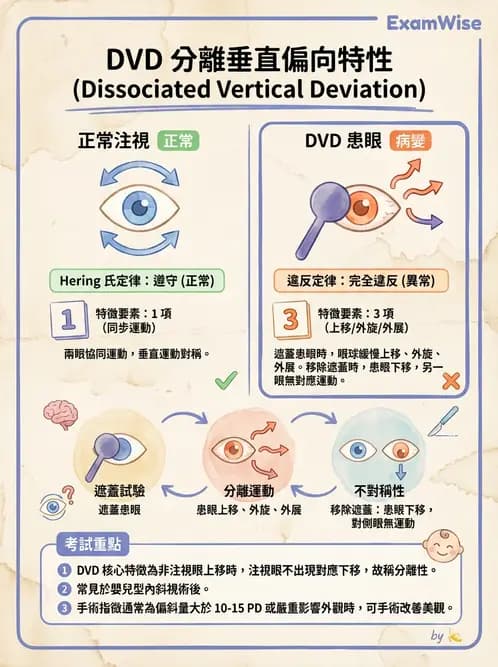 驗光師 - 眼外肌與眼球運動 - AI 圖文解析預覽