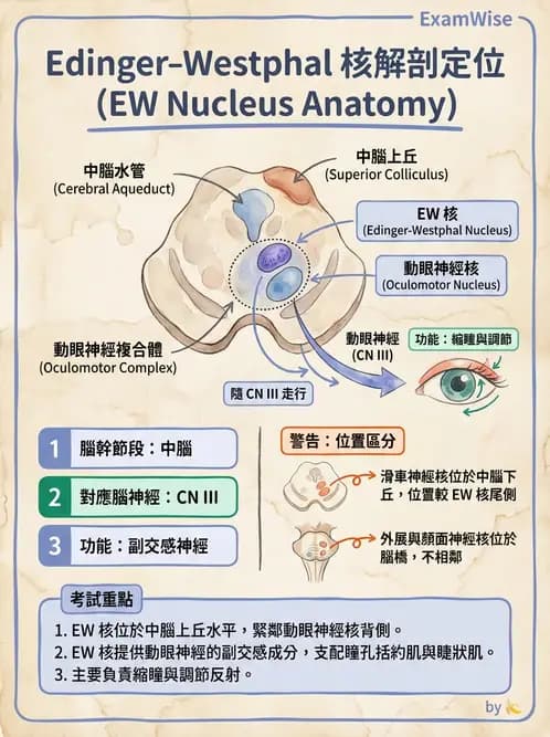 驗光師 - 眼部反射弧與自主神經調控 - AI 圖文解析預覽