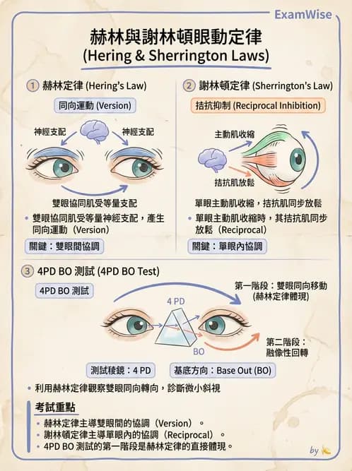 驗光師 - 斜視 - AI 圖文解析預覽