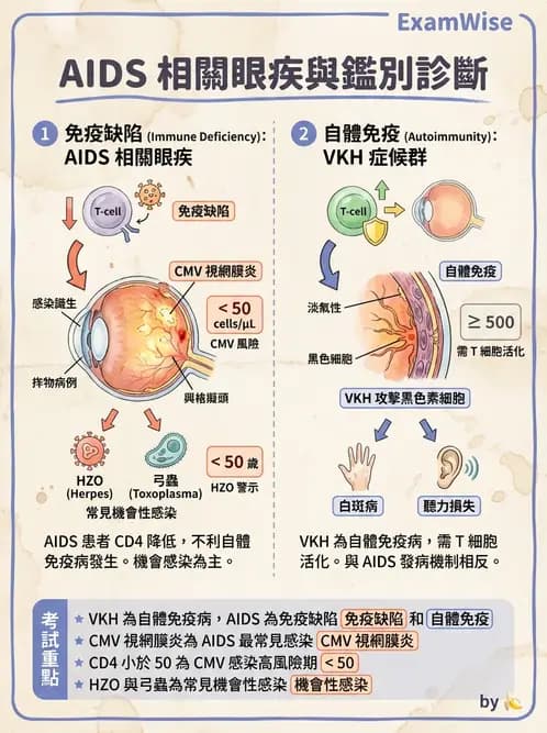 驗光師 - 葡萄膜炎與免疫相關眼病變 - AI 圖文解析預覽