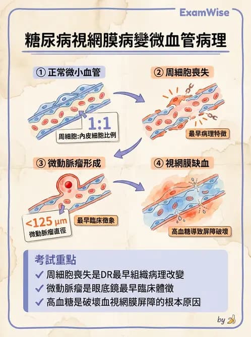 驗光師 - 糖尿病眼部病變 - AI 圖文解析預覽