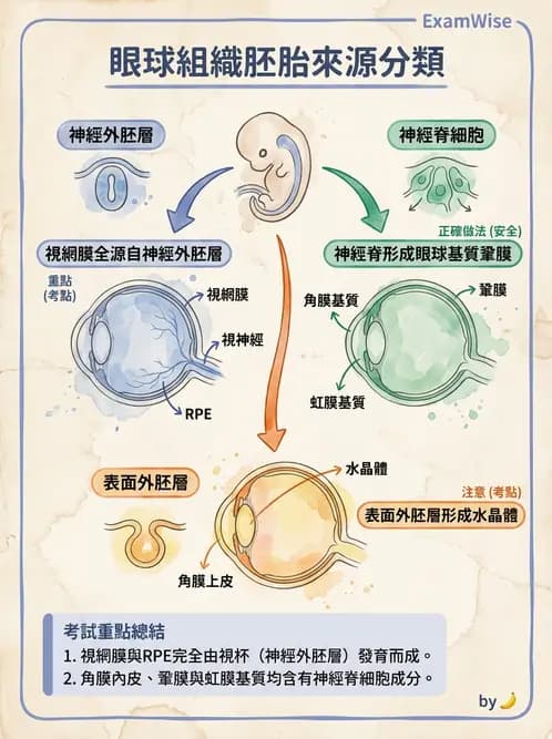 驗光師 - 眼球胚胎發育 - AI 圖文解析預覽