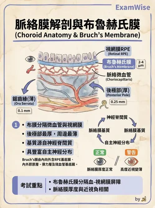 驗光師 - 眼球中層與前房 - AI 圖文解析預覽