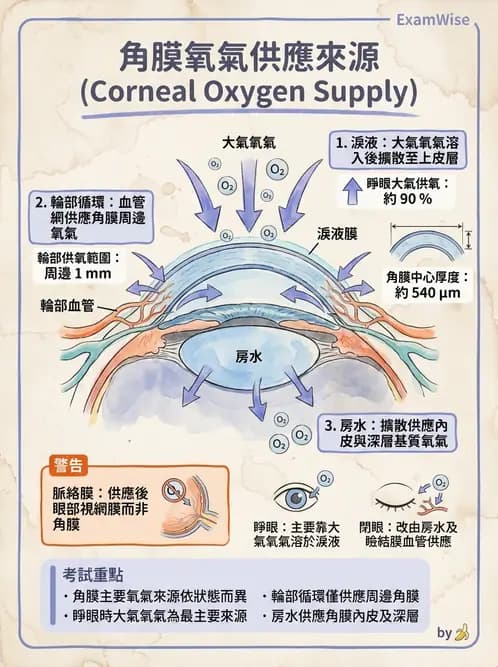 驗光師 - 眼球外層構造 - AI 圖文解析預覽