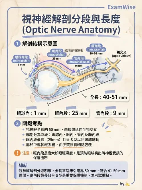 驗光師 - 視覺神經傳導系統 - AI 圖文解析預覽