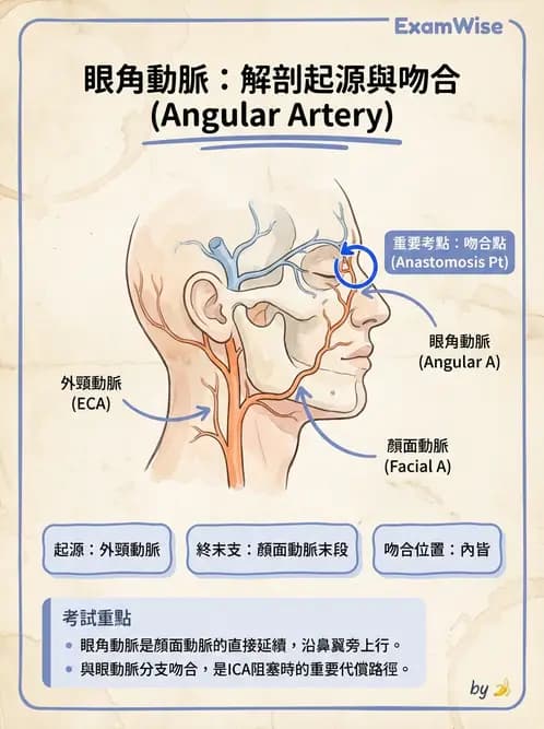 驗光師 - 眼循環系統 - AI 圖文解析預覽