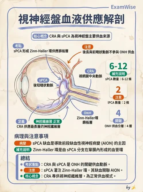 驗光師 - 眼循環系統 - AI 圖文解析預覽
