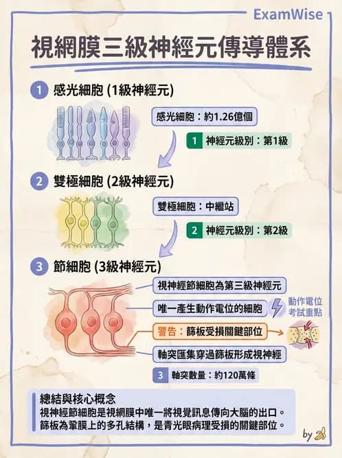 驗光師 - 視網膜 - AI 圖文解析預覽