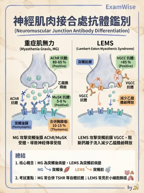 驗光師 - 血管阻塞、甲狀腺眼疾與其他全身性眼病變 - AI 圖文解析預覽