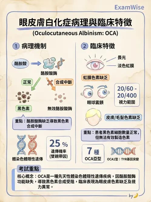 驗光師 - 遺傳性視網膜及色素疾病 - AI 圖文解析預覽