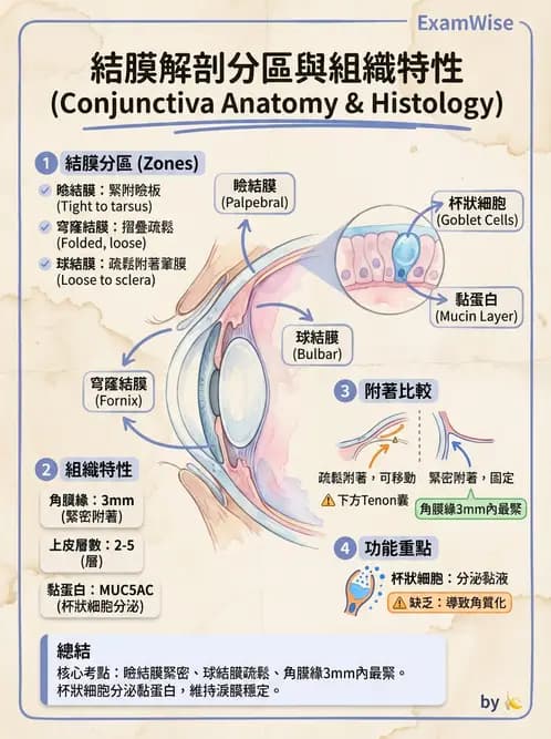 驗光師 - 眼附屬系統 - AI 圖文解析預覽