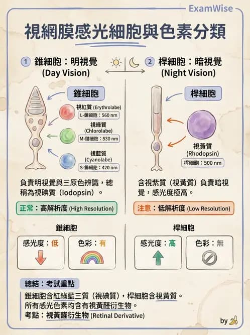 驗光師 - 視網膜 - AI 圖文解析預覽