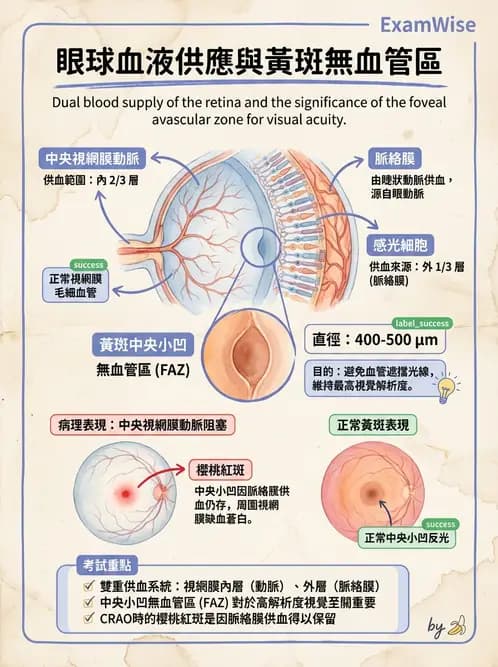 驗光師 - 眼循環系統 - AI 圖文解析預覽