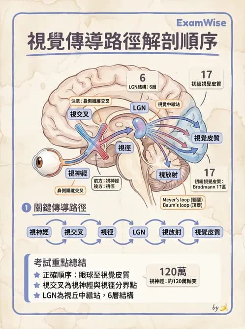 驗光師 - 視覺神經傳導系統 - AI 圖文解析預覽