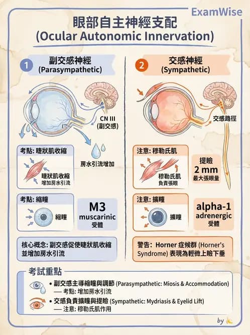 驗光師 - 眼部反射弧與自主神經調控 - AI 圖文解析預覽