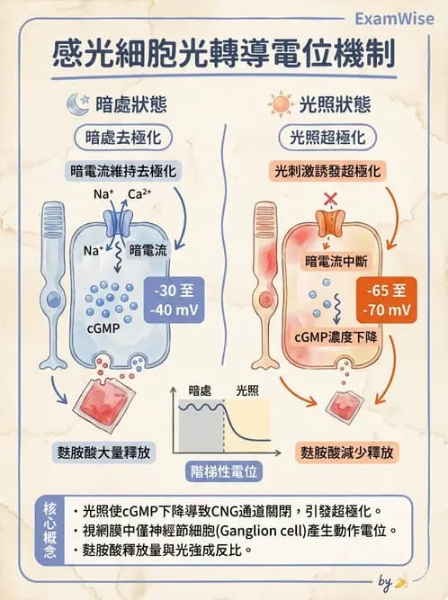 驗光師 - 視網膜 - AI 圖文解析預覽