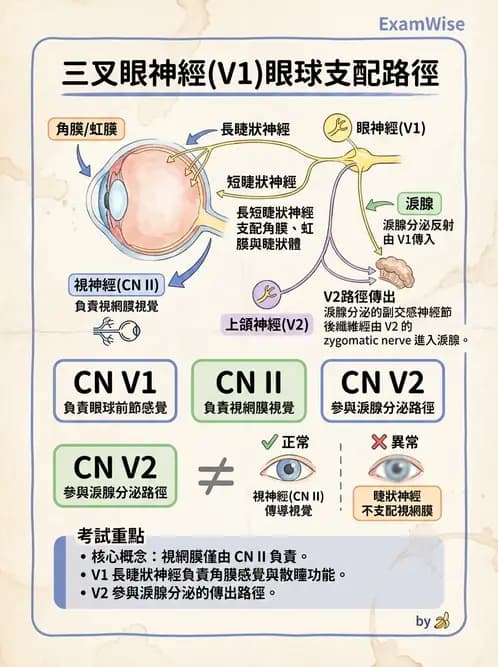 驗光師 - 眼部反射弧與自主神經調控 - AI 圖文解析預覽