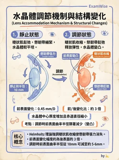 驗光師 - 調節機制與調節量計算 - AI 圖文解析預覽
