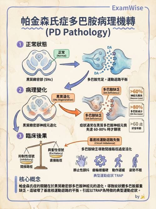 護理師 - 腦功能、自主神經與感覺 - AI 圖文解析預覽