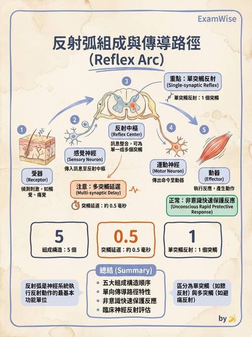 護理師 - 神經傳導、突觸與反射 - AI 圖文解析預覽