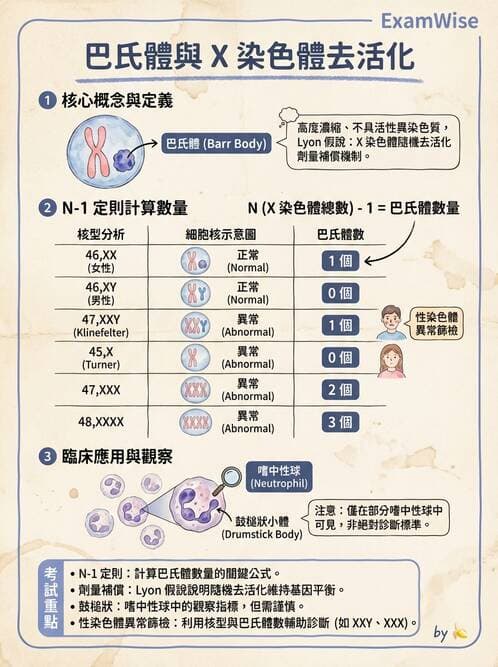 護理師 - 生殖系統 - AI 圖文解析預覽