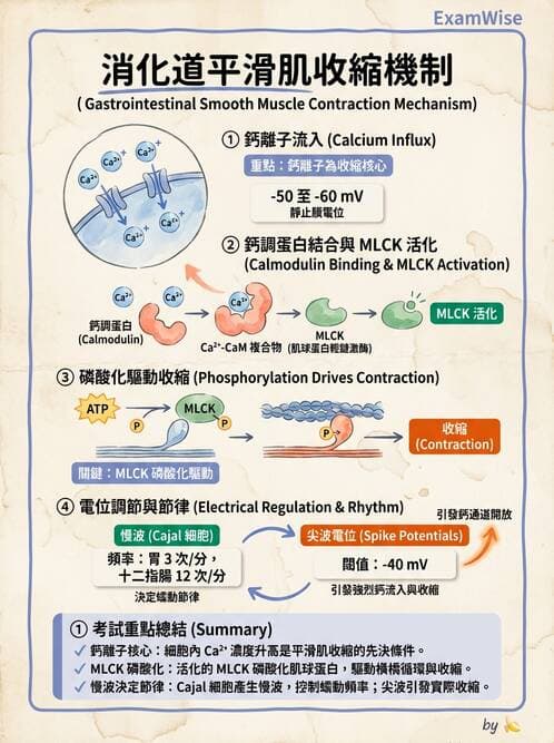 護理師 - 消化系統 - AI 圖文解析預覽