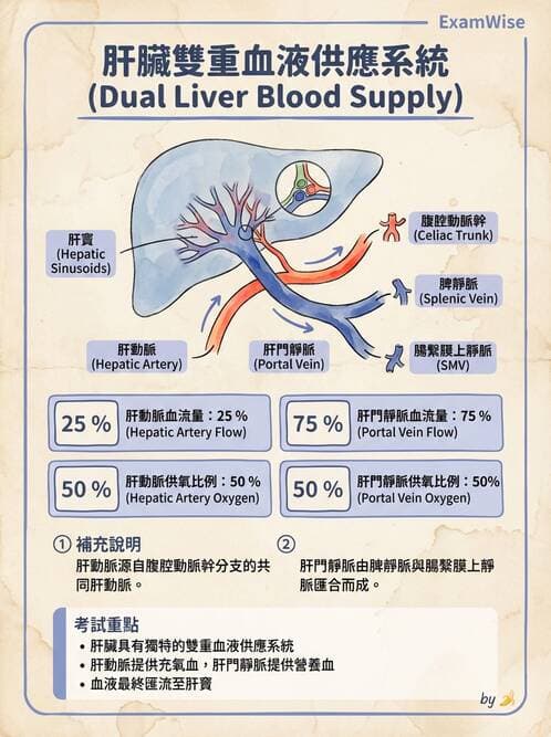 護理師 - 循環系統 - AI 圖文解析預覽